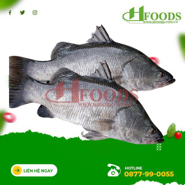 Cá Chẽm Sống 