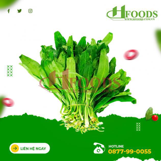 Ngò gai hữu cơ 