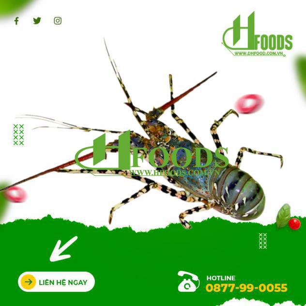 Tôm hùm xanh Úc sống 100% 