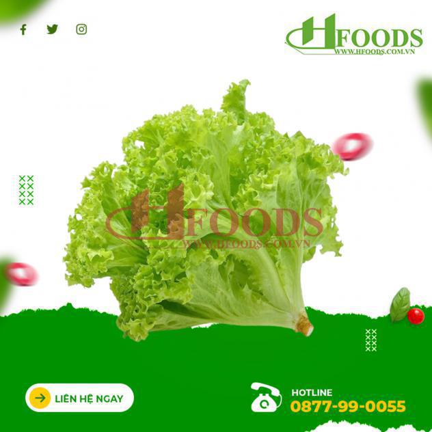 Xà lách lô lô xanh hữu cơ 