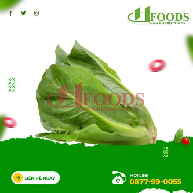 Xà lách romaine hữu cơ 
