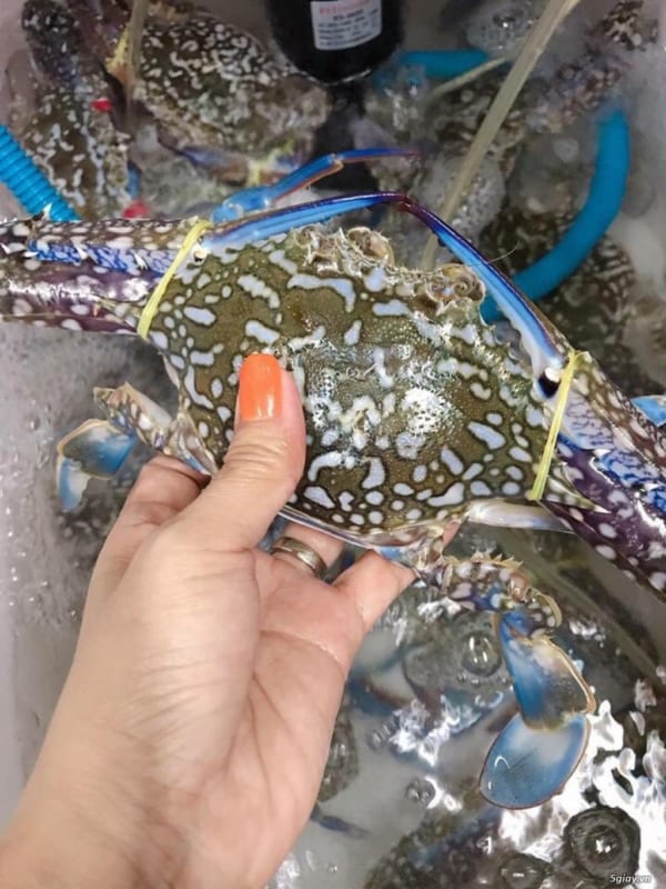 Ghe bien ghe xanh- hai san tuoi song ha noi