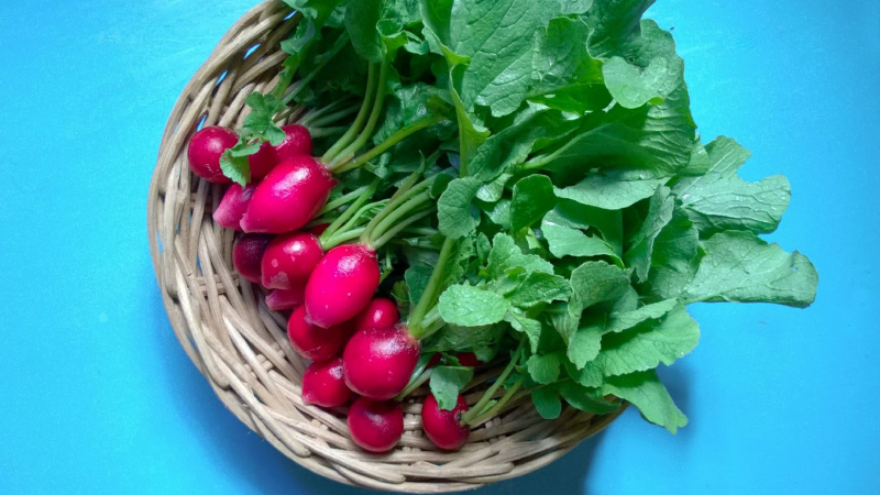 Củ cải đỏ mang những đặc điểm chung của họ Cải và cũng có những riêng biệt mà chỉ củ cải đỏ mới có Củ cải đỏ mang những đặc điểm chung của họ Cải và cũng có những riêng biệt mà chỉ củ cải đỏ mới có