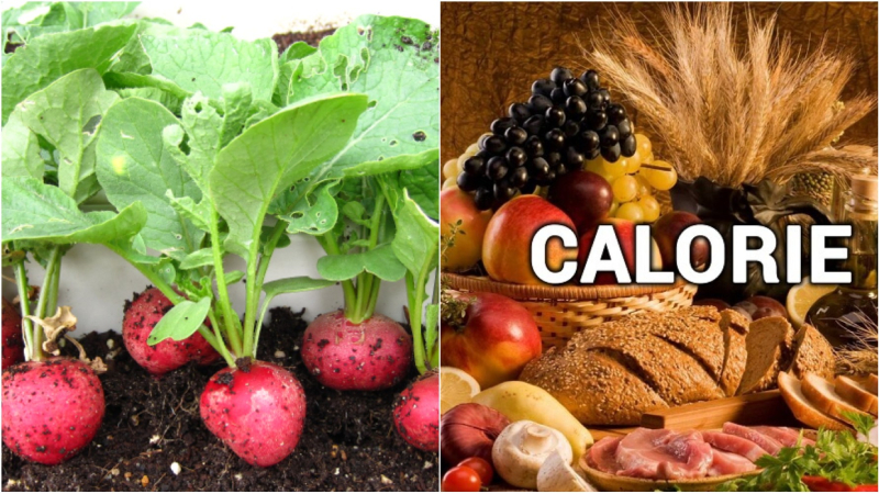 Củ cải đỏ cung cấp nhiều chất có lợi cho cơ thể chúng ta Củ cải đỏ cung cấp nhiều chất có lợi cho cơ thể chúng ta