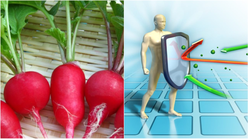 Củ cải đỏ hỗ trợ hệ miễn dịch Củ cải đỏ hỗ trợ hệ miễn dịch
