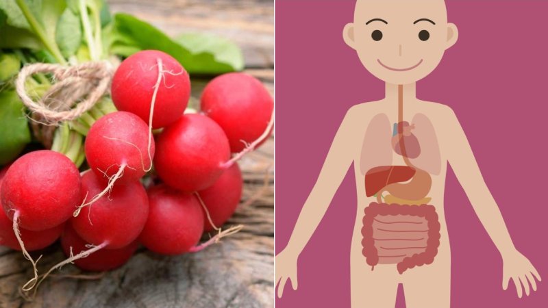 Trong củ cải đỏ chứa nhiều chất xơ và các vitamin nên rất tốt cho hệ tiêu hóa Trong củ cải đỏ chứa nhiều chất xơ và các vitamin nên rất tốt cho hệ tiêu hóa