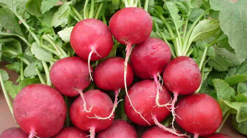 Nếu cơ địa bạn nào mẫn cảm hoặc dễ bị dị ứng thì cũng có thể xuất hiện các hiện tượng như phát ban toàn thân, thậm chí bị sốt khi ăn củ cải đỏ Nếu cơ địa bạn nào mẫn cảm hoặc dễ bị dị ứng thì cũng có thể xuất hiện các hiện tượng như phát ban toàn thân, thậm chí bị sốt khi ăn củ cải đỏ