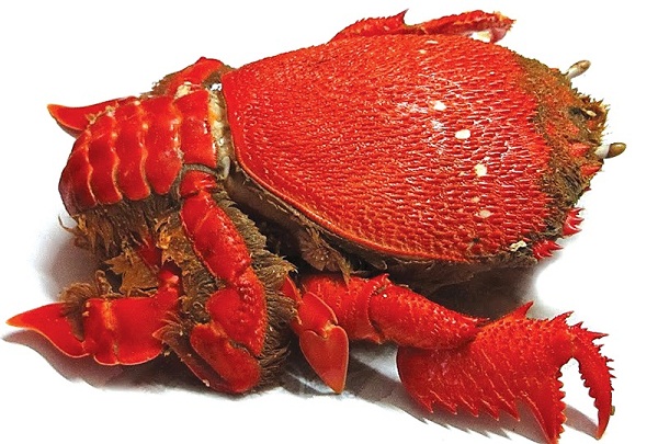 cua huỳnh đế sống