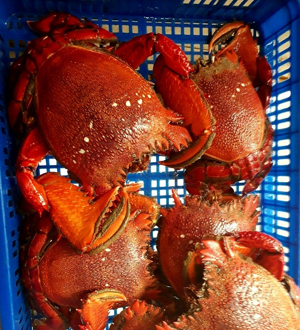 cua huỳnh đế tươi sống