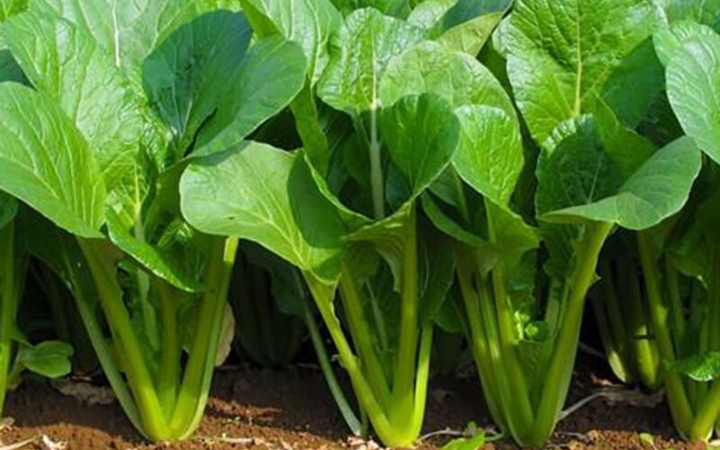 Lợi ích của cải ngọt đối với sức khỏe Lợi ích của cải ngọt đối với sức khỏe