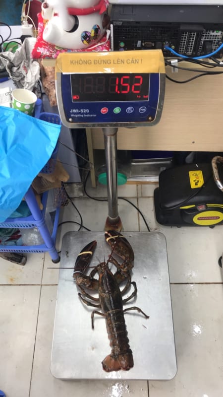 Tom hum alaska- hai san tuoi song ha noi