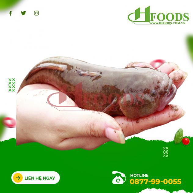 cá bống bớp, cá bống bớp giá rẻ, cá bống bớp tphcm, cá bống bớp ngon, cá bống bớp sống, cá bống bớp tươi ngon, mua cá bống bớp 