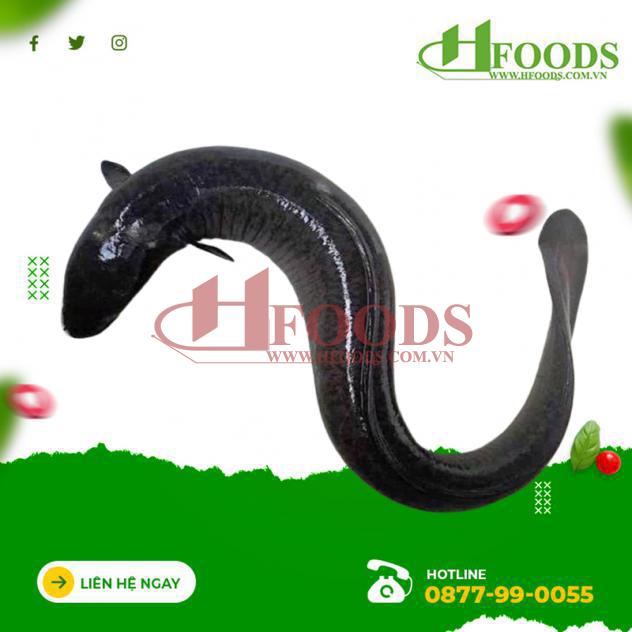 cá chình, Cá chình hoa, cá chình hoa giá rẻ, cá chình hoa hà nội, cá chình hoa sống, Cá chình sống, mua cá chình hoa 