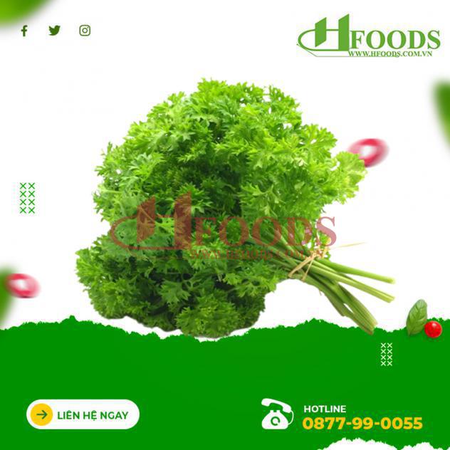 Ngò tây lá xoăn hữu cơ 