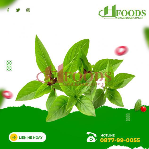 Húng quế hữu cơ 