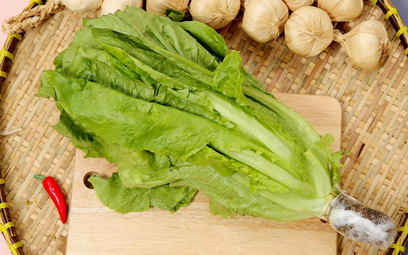 Xà lách Romaine thủy canh